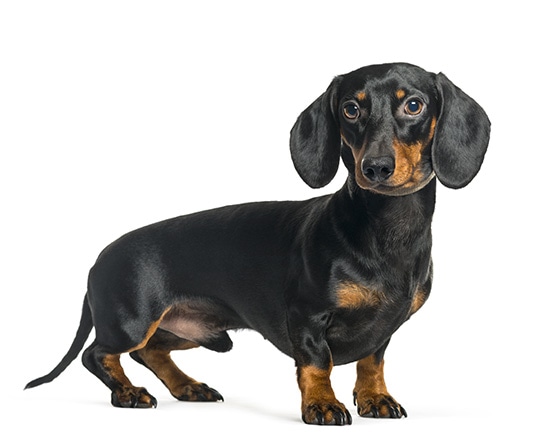 ダックスフンド