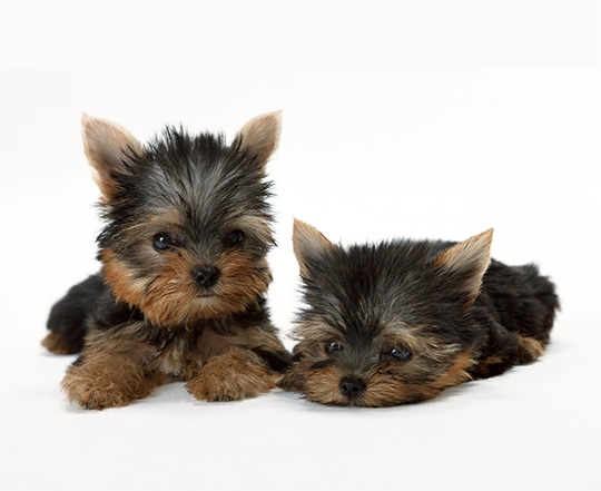 ヨークシャーテリア