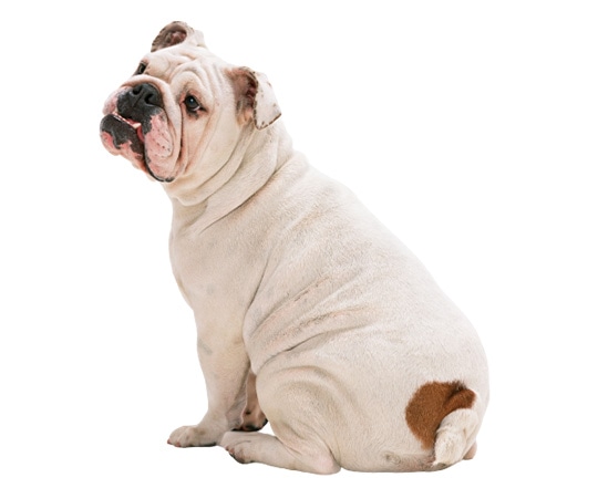 フレンチ・ブルドッグ