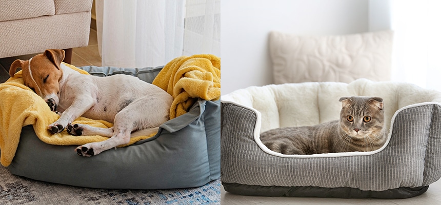 秋冬ペット用品特集