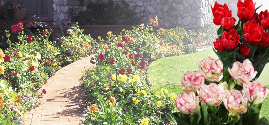 秋の植物予約特集