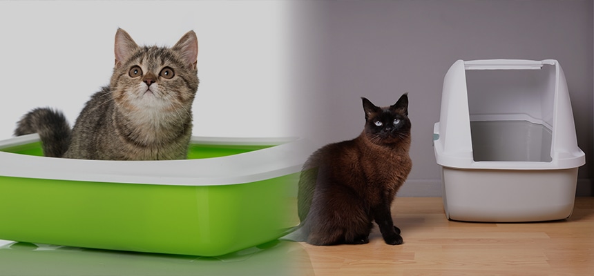 ネコちゃんのトイレ おすすめ特集