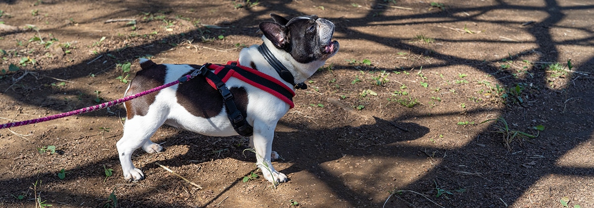 ハーネス・リード・首輪