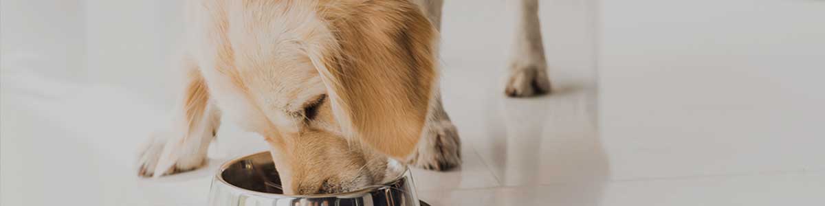 ドッグライフ特集