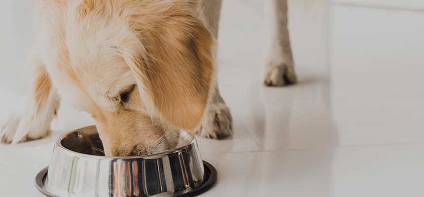 ドッグライフ特集