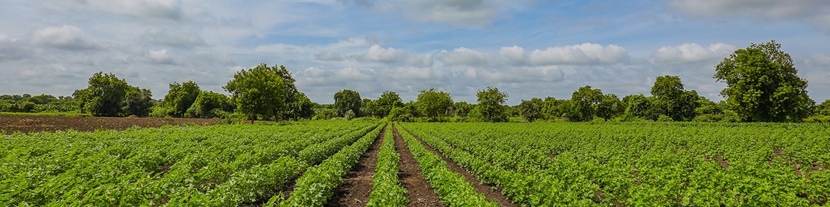 バイオスティミュラント特集