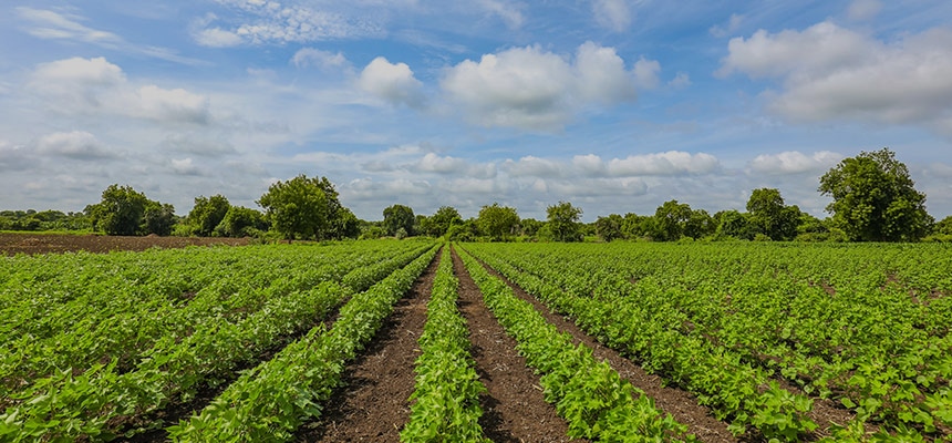 バイオスティミュラント特集