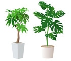 観葉植物特集
