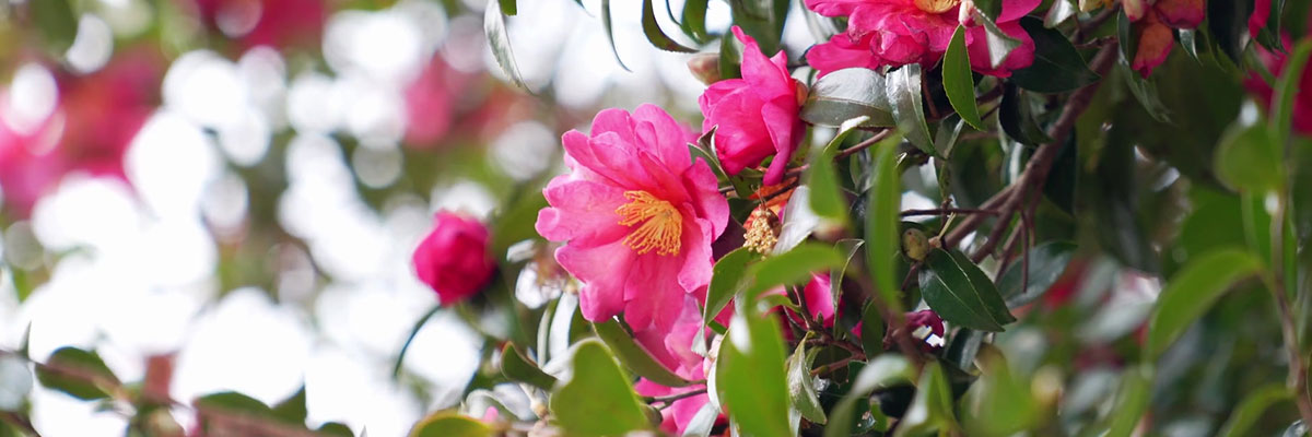 サツキ・ツツジ