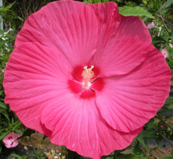 タイタンビカス