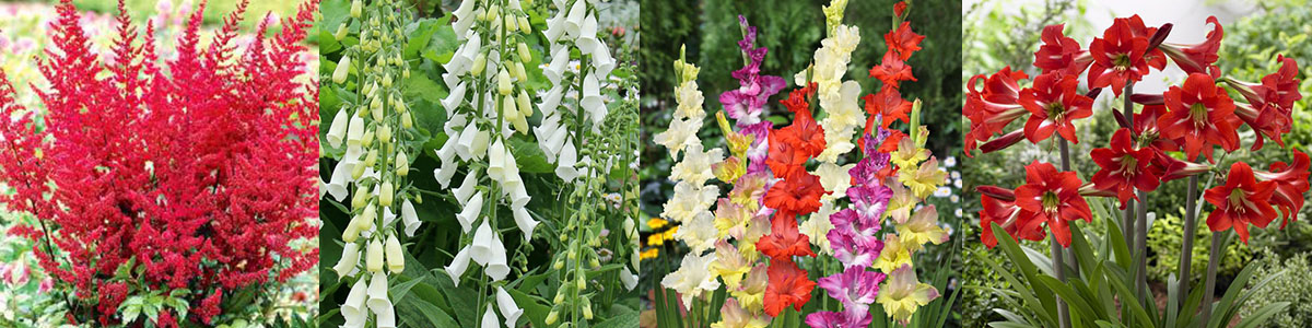 春の植物予約特集