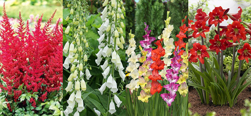 春の植物予約特集