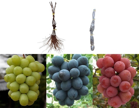 ブドウ裸株