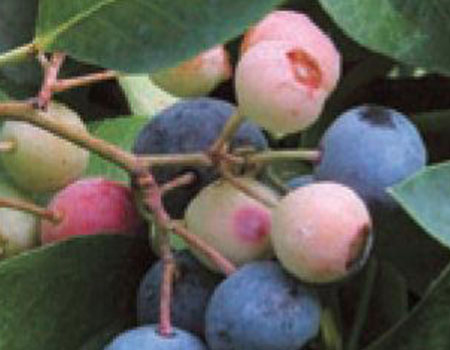 ブルーベリーラビットアイ系