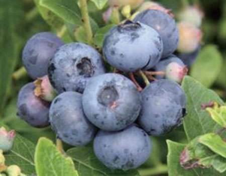 ブルーベリーサザンハイブッシュ系