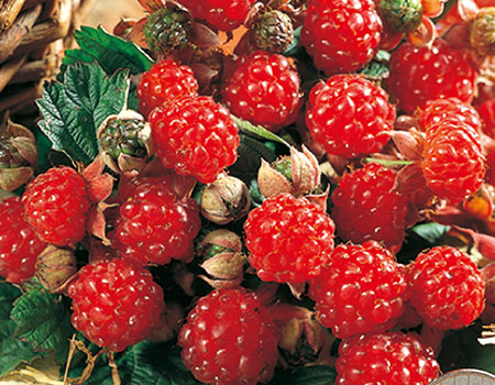 その他ベリー類