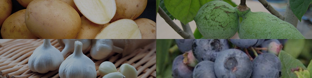 秋の果樹苗・種芋・球根予約特集