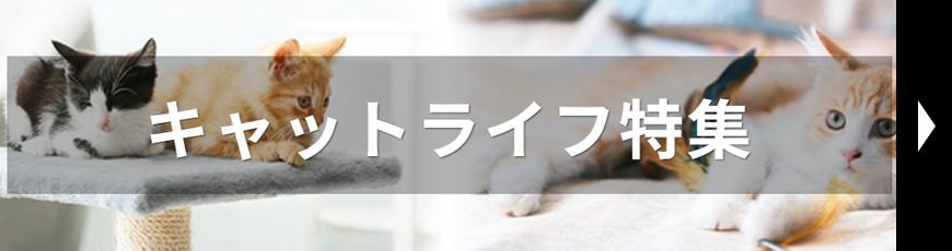 キャットライフ特集
