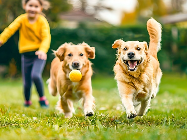 お庭でペットと遊ぶ