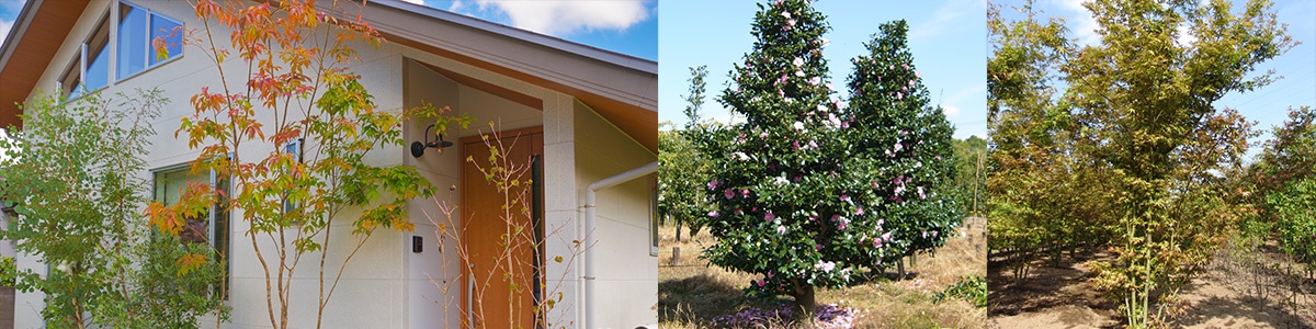 おすすめ庭木特集