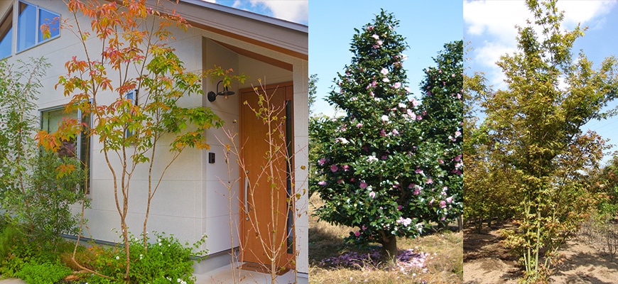 おすすめ庭木特集