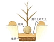 果樹苗の植え方
