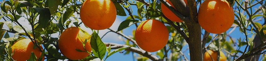 柑橘苗木予約特集タイトル