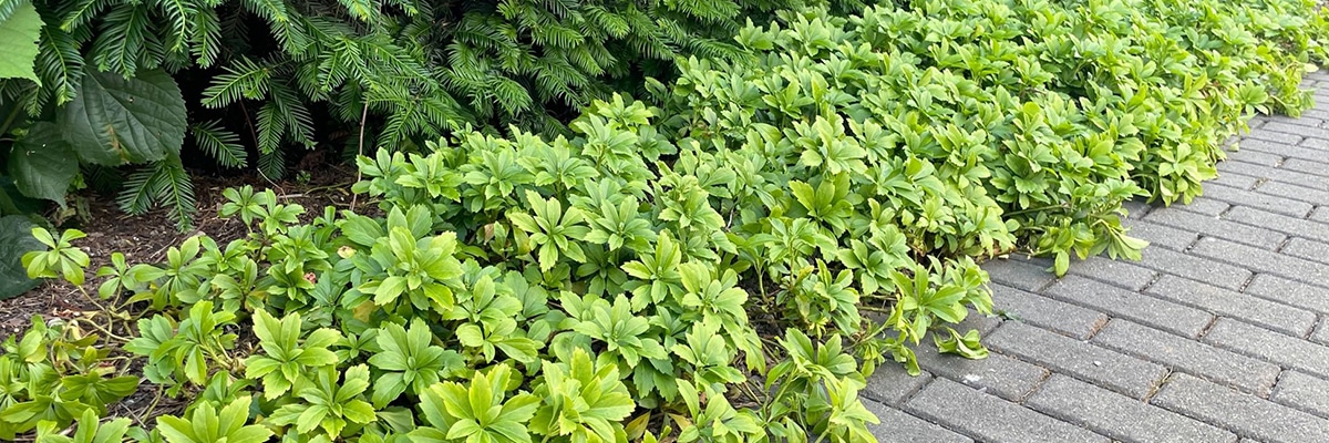 グランドカバープランツのメリット