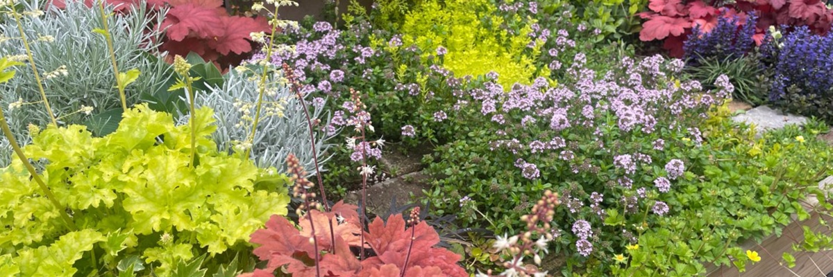 合わせて育てたいカラーリーフ