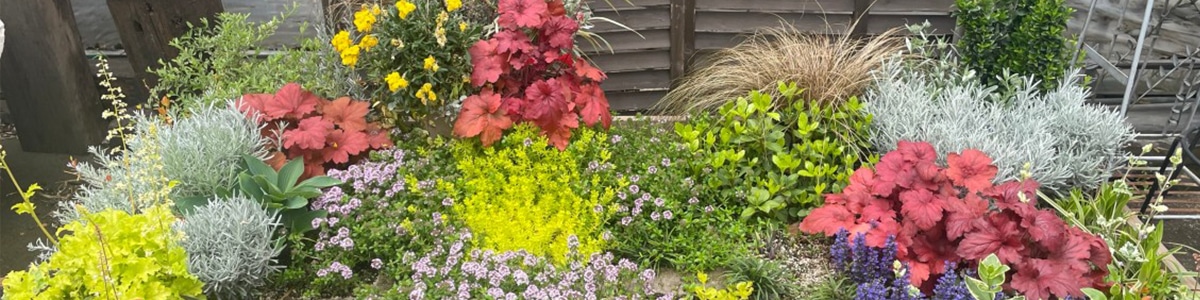 グランドカバープランツ特集