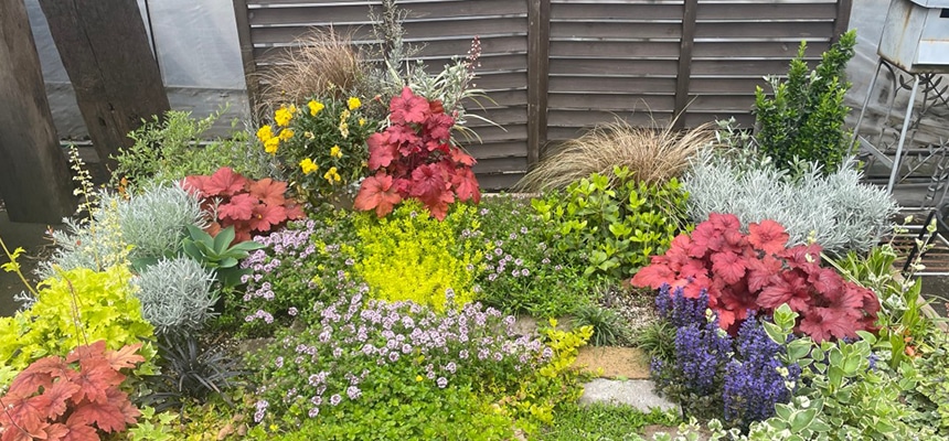 グランドカバープランツ特集