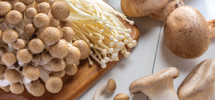 きのこ栽培特集