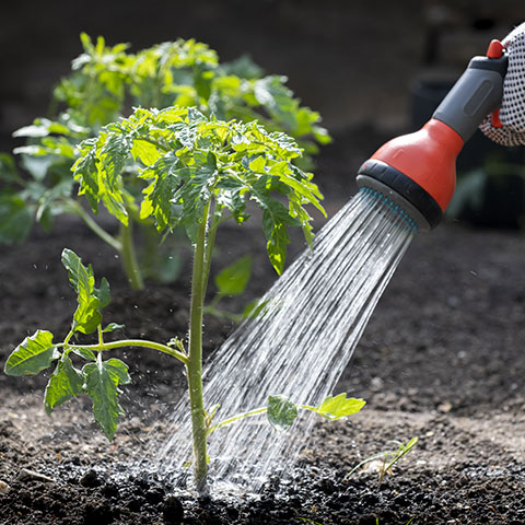 家庭菜園・ガーデニング
