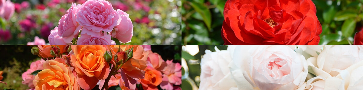 バラ苗予約特集