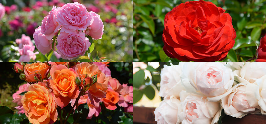 バラ苗予約特集