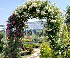 つるバラを植える