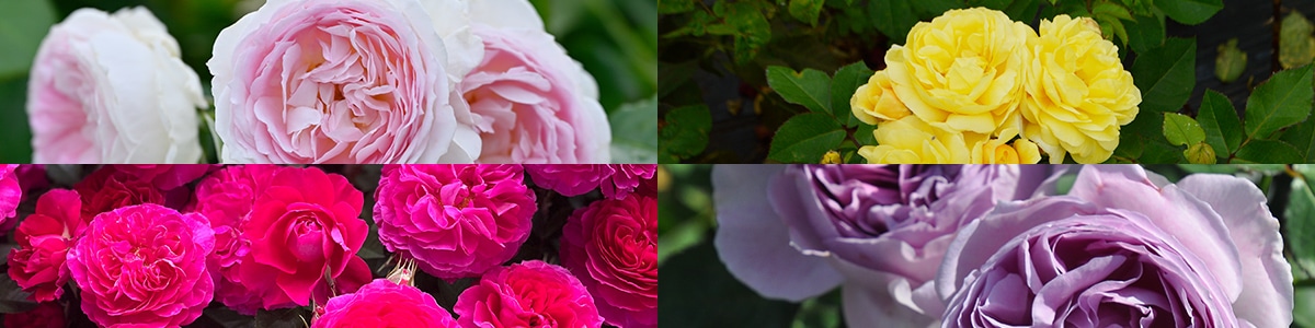 バラ苗予約特集