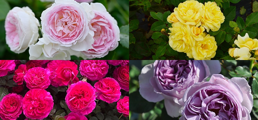 バラ苗予約特集