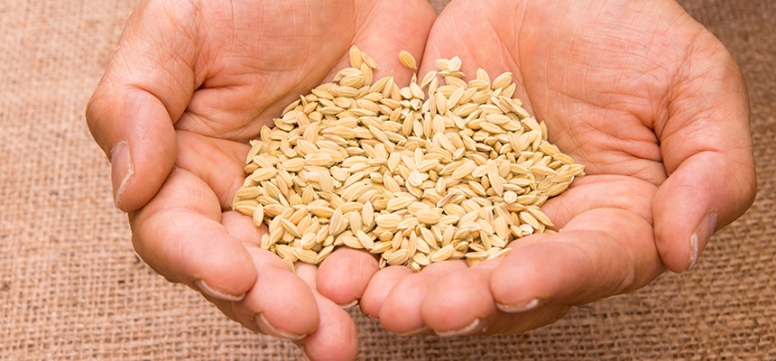 種もみ予約特集