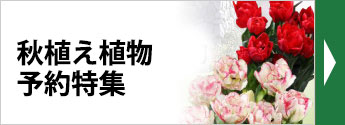 秋植え植物予約特集