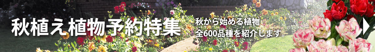 秋植え植物予約特集