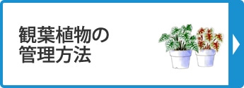 観葉植物の管理方法