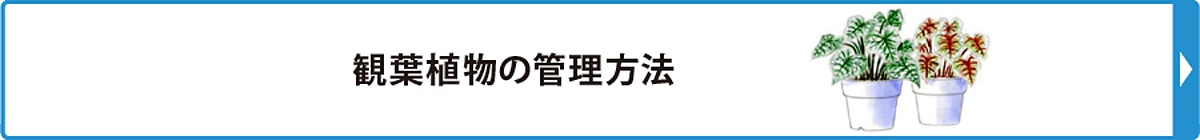 観葉植物の管理方法