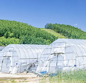 ビニールハウス