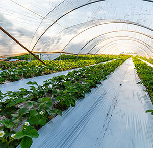 農業用シート・ネット