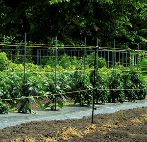 育苗・栽培管理