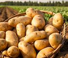 生産者様向け種ジャガイモ予約特集