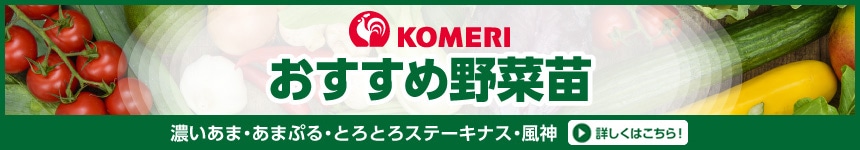 おすすめ野菜苗